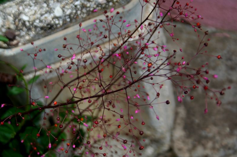 sfuggita da un giardino: Talinum paniculatum